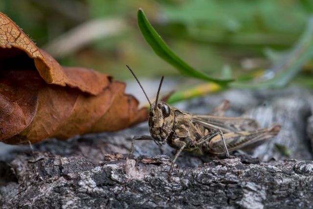 Close-up of a grasshopper resting on tree bark with brown leaf in the background. Perfect for educational materials on insects, wildlife photography, nature study, and autumn-themed designs.