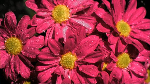 Bunch of vibrant pink flowers with yellow centers captured in super slow motion while receiving water. Ideal for nature-themed designs, advertisements for gardening supplies, and floral arrangements. Perfect for backgrounds or inspirational nature quotes.