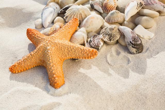 This image of a starfish and various seashells on sandy beach is perfect for use in travel brochures, beach-themed decor, marine life educational materials, vacation advertisements, and coastal lifestyle blogs.