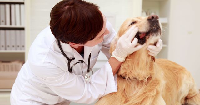 Veterinarian examining a golden retriever's mouth in veterinary clinic. Perfect for topics on pet healthcare, veterinary services, canine health, animal clinics, and professional vet care. Ideal for blogs, articles, pet care websites, and promotional materials related to animal health services.