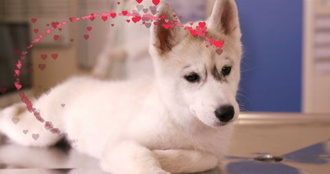 Adorable Puppy with Heart Overlay Celebrating National Dog Day - Download Free Stock Images Pikwizard.com