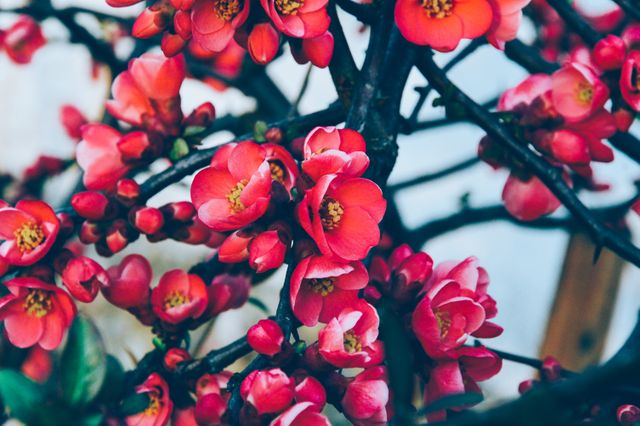Vibrant Red Blossoms on Tree Branch - Download Free Stock Photos Pikwizard.com