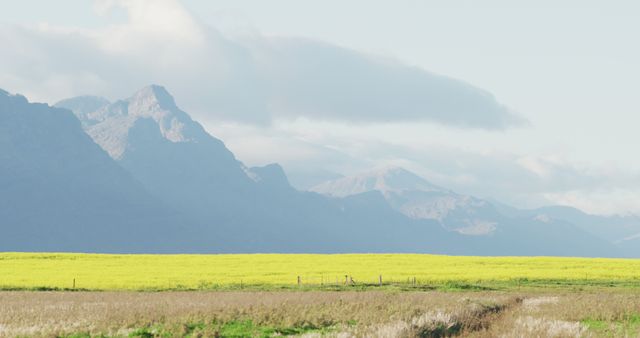 Bright yellow canola field stretches below majestic mountainous backdrop. Perfect for use in landscape photography collections, agricultural advertisements, environmental awareness campaigns, travel blog illustrations, and nature magazine spreads.