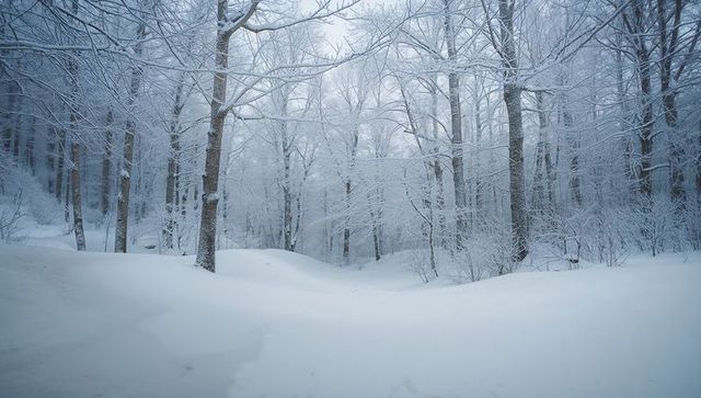 Snow-covered winter forest clearing with frosted trees and soft snowdrifts