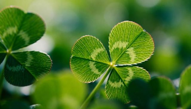 Macro capturing Four-Leaf Clover with Rim-Lit Hairs and Variegated Pattern in Lush Meadow