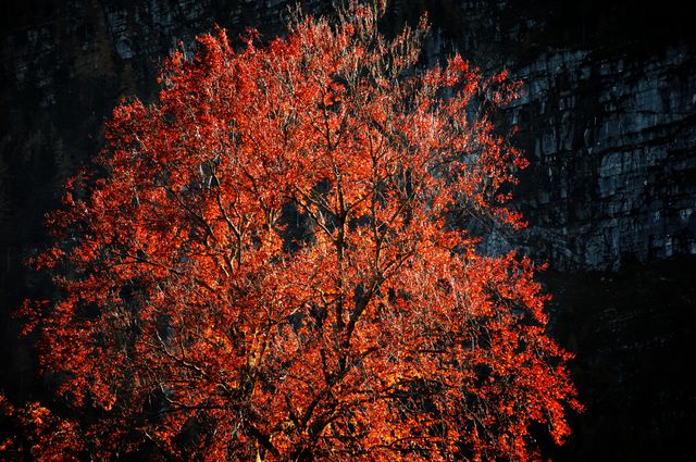 Vibrant Red Autumn Tree Against Dark Cliff Background - Download Free Stock Photos Pikwizard.com