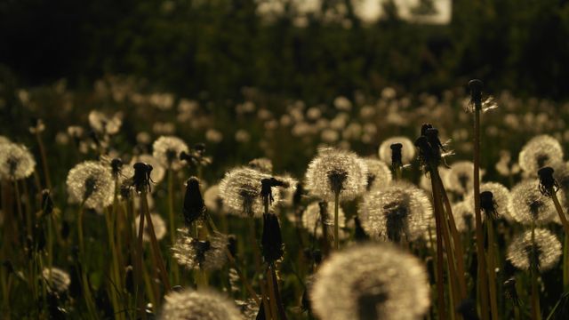 Sunlit dandelions standing tall in a field during the late afternoon. Perfect for use in nature-themed projects, backgrounds, or as a representation of peaceful and serene outdoor settings. Can be utilized in advertising, environmental campaigns, or as a symbol of growth and natural beauty.