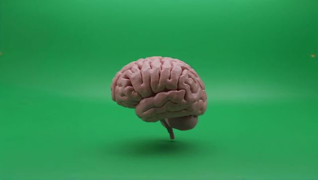 Floating Human Brain Model Over Green Screen for Neuroscience Education and Design