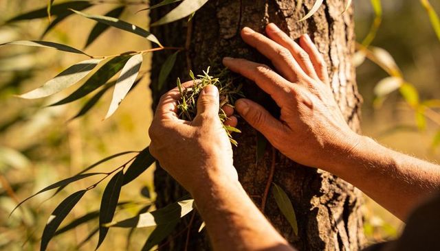 Male hands pressing moss onto eucalyptus trunk in sunlit bushland for habitat restoration