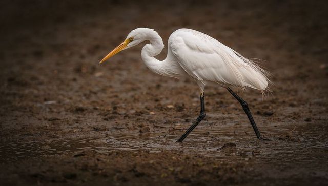 Great egret walking through mudflat hunting in shallow wetland with ripples and reflection