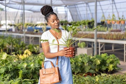 African american woman inspecting potted plant while shopping at greenhouse nursery