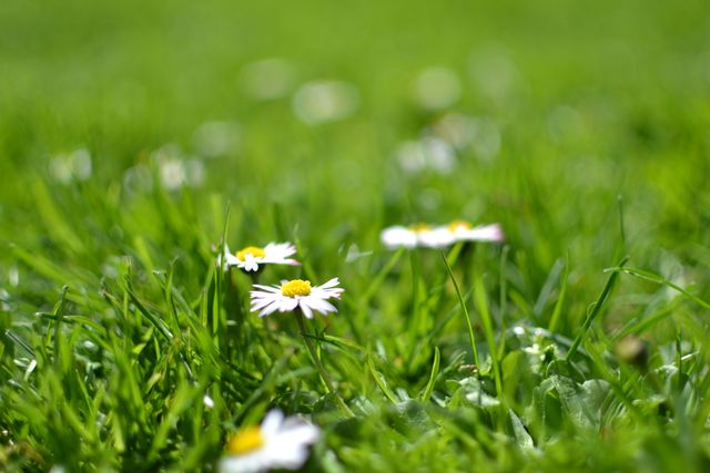 Close-up of daisies blooming in lush green grass under bright sunshine. Ideal for use in nature-themed projects, spring or summer promotions, gardening blogs, or background images for serene and natural aesthetics.