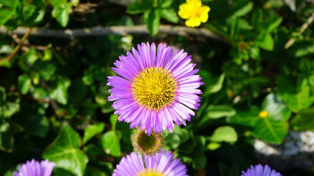 Close-Up of Violet Daisy-Like Flower in Vibrant Green Garden - Download Free Stock Photos Pikwizard.com