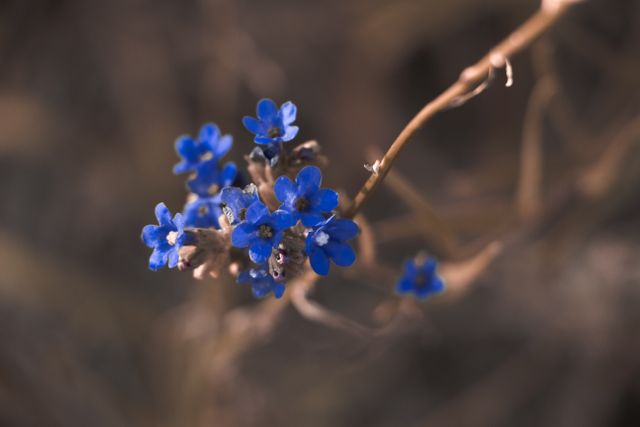 Delicate Blue Flowers Against Blurred Background - Download Free Stock Photos Pikwizard.com