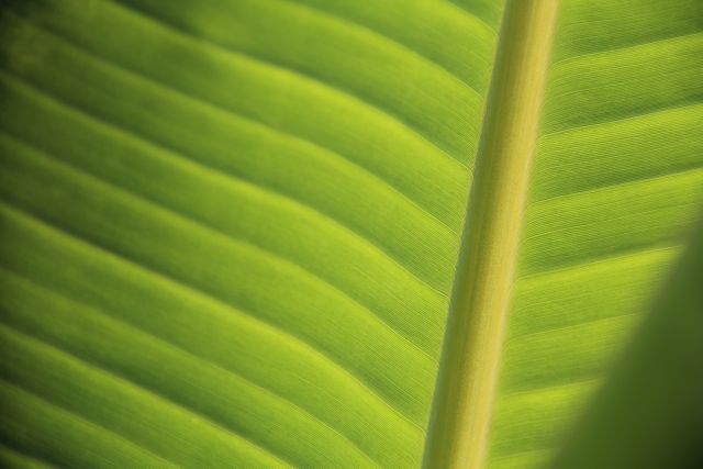 Close-Up of Tropical Banana Leaf with Natural Light - Download Free Stock Photos Pikwizard.com