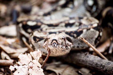 Close-up viper flicking tongue among dry leaves with camouflaged pattern and intense eyes