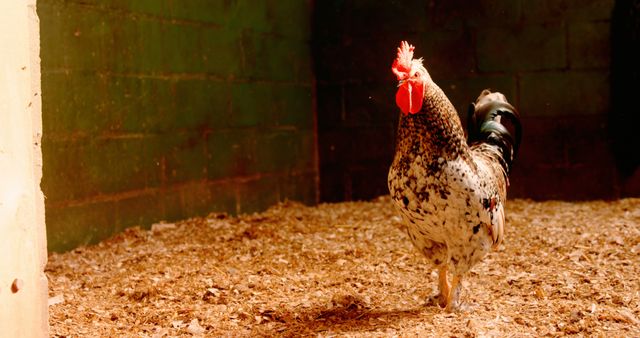 A speckled rooster stands proudly in a barn with sunlight highlighting its vibrant red comb and feathers. Its presence captures the essence of rural farm life and the natural pecking order among poultry.