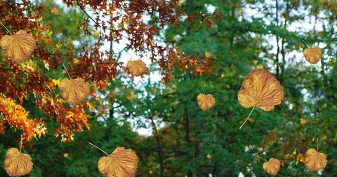 Vibrant Autumn Leaves Falling Amid Colorful Foliage - Download Free Stock Images Pikwizard.com