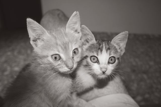 Black and White Photo of Two Curious Kittens Close Up - Download Free Stock Photos Pikwizard.com
