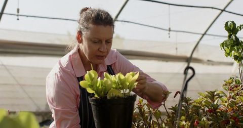 Senior woman engaged in greenhouse gardening