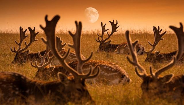 Herd resting stags with velvet antlers in golden meadow under moonlit dusk