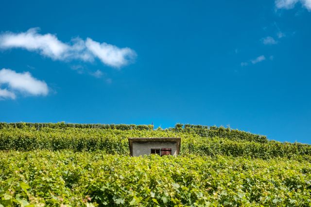 Vineyard scene with small house represents countryside living and organic farming. Ideal for wine tourism ads, agricultural products, eco-friendly brands, real estate in rural areas, and nature blogs.