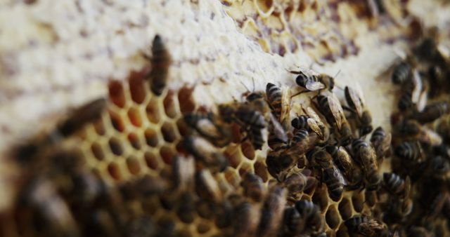 Bees Working on a Honeycomb Frame Close-Up - Download Free Stock Images Pikwizard.com