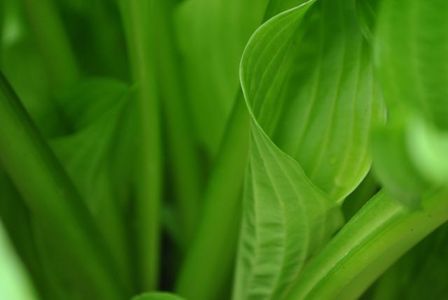 Close-Up of Fresh Green Foliage in Garden - Download Free Stock Photos Pikwizard.com