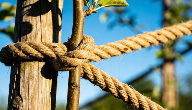 Rustic rope securing sapling to weathered wooden stake closeup in sunlight, twine knot