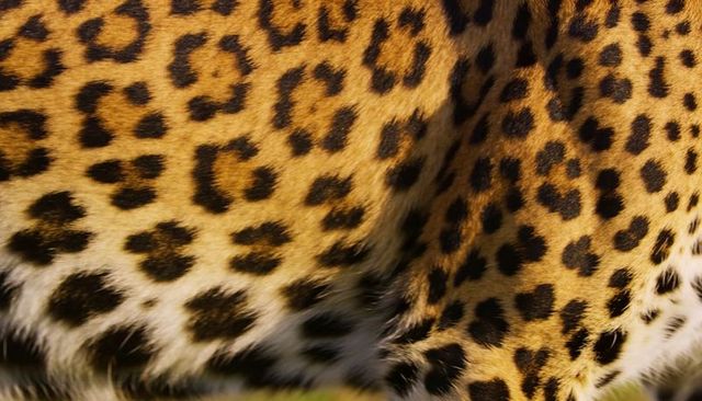 Leopard flank close-up showing golden fur and black rosettes texture in sunlight
