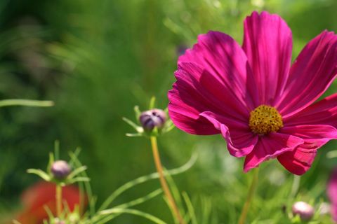 Vibrant Magenta Cosmos Blooming with Yellow Center in Sunny Garden