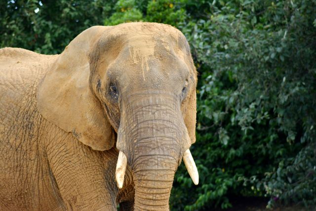 African Elephant Standing near Dense Foliage - Download Free Stock Photos Pikwizard.com