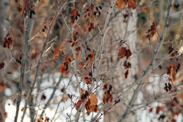 Winter Scene with Bare Branches and Withered Leaves - Download Free Stock Photos Pikwizard.com