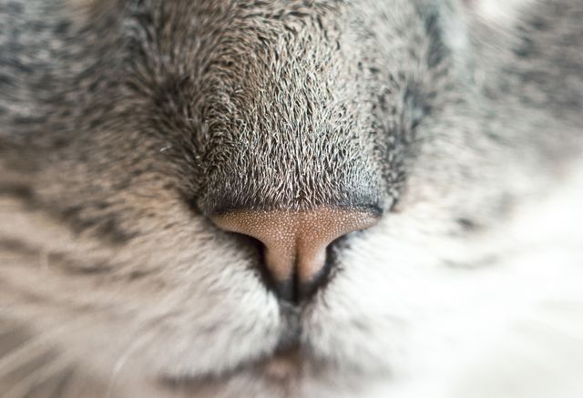Cat Nose Closeup Free Photo - Download Free Stock Photos Pikwizard.com
