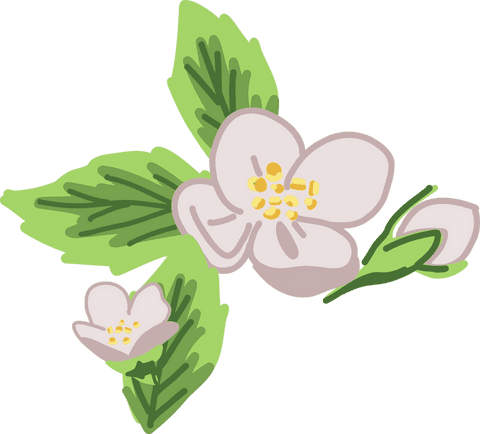 Floating floral cluster on transparent background with pink blossoms