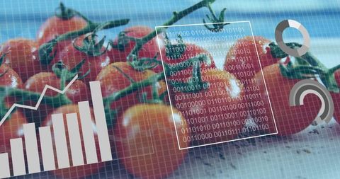 Digital Agriculture Data on Fresh Cherry Tomatoes Analytics Technology