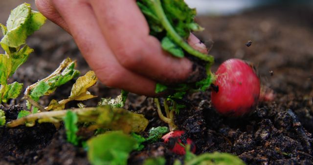 Hand Harvesting Red Radishes from Vegetable Garden - Download Free Stock Images Pikwizard.com