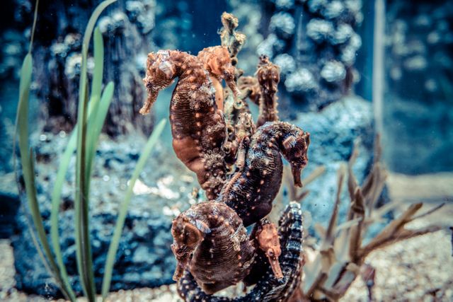 Clusters of seahorses attach to coral, showcasing marine biodiversity in their natural habitat. Ideal for marine conservation campaigns, aquarium displays, and educational materials about ocean life and preservation.