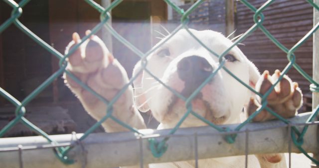 Close up of a rescued abandoned dog in an animal shelter, standing in a cage and looking at camera on a sunny day in slow motion