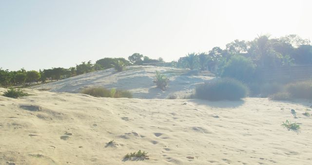 Sunlit Desert Landscape with Sparse Vegetation and Distant Trees - Download Free Stock Images Pikwizard.com