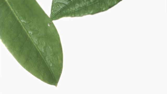 Dew falling from two green leaves against a white background. Bright, simple composition emphasizing nature's freshness and purity. Can be used for environmental campaigns, nature magazines, wellness and spa advertisements, and educational materials on plant biology or water cycle.