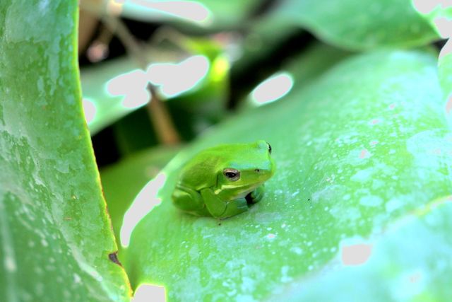 Green Tree Frog Resting on Leaf in Natural Habitat - Download Free Stock Photos Pikwizard.com