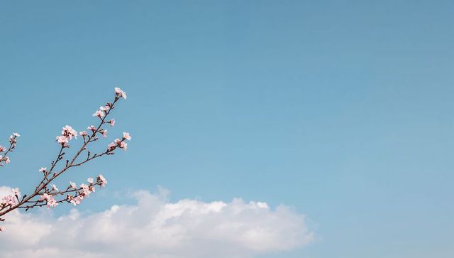 Minimal spring cherry blossom branch with pale pink flowers, soft clouds and copy space
