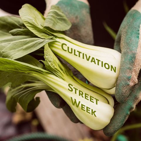 gardener holding fresh bok choy with cultivation street week text - Download Free Stock Templates Pikwizard.com