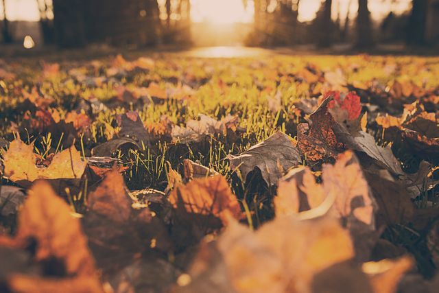 Perfect for visuals focused on the beauty of autumn, nature, and changing seasons. Ideal for use in seasonal promotions, nature blogs, environmental campaigns, and relaxation themes. The warm sunset glow over the scattered leaves creates a serene, picturesque atmosphere.