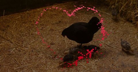 Black hen sheltering chicks amid red heart overlay in cozy coop