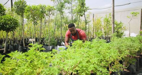 Horticulturist Tending to Potted Plants in Lush Nursery