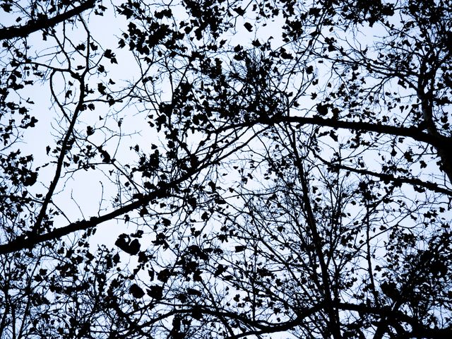Bare branches casting intricate silhouettes against an overcast sky. This tranquil and minimalistic imagery is perfect for backgrounds, nature-centric campaigns, seasonal storytelling, and artistic projects conveying serenity and the stark beauty of winter outdoors.