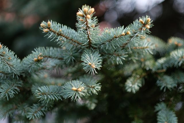 Perfect for nature-related content, forestry information, seasonal greetings, and Christmas-themed designs. Useful in articles focused on botany, plant identification, and outdoor activities.