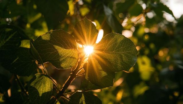 Sunburst through backlit round leaves highlighting vein pattern golden hour bokeh